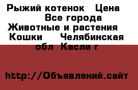 Рыжий котенок › Цена ­ 1 - Все города Животные и растения » Кошки   . Челябинская обл.,Касли г.